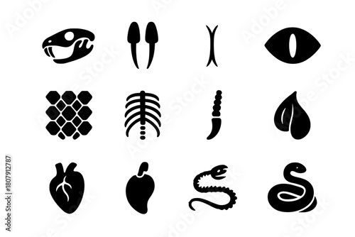 Snake Anatomy Icons. Snake Anatomy. Solid icon set of Snake Anatomy: skull, fangs, forked tongue, eye slit, scale texture, rib cage, tail rattle, muscle