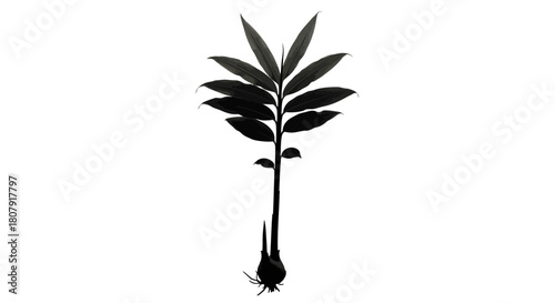 Silhouette of a plant with a bulbous base and multiple leaves, isolated on a white background.