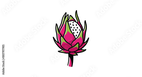 Vibrant pink and green stylized illustration of a dragon fruit flower bud on a white background.