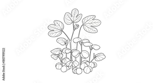 Detailed line art illustration of a cluster of plants with round and clover-shaped leaves.