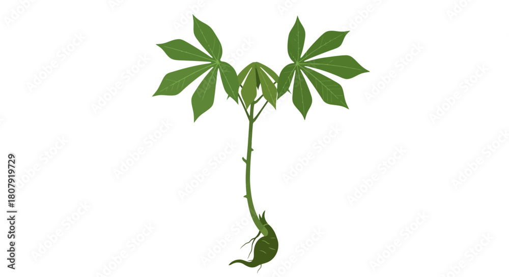 Fototapeta premium A young cassava plant with palmate leaves and a developing root system, isolated on a white background.