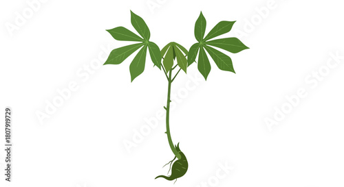 A young cassava plant with palmate leaves and a developing root system, isolated on a white background.