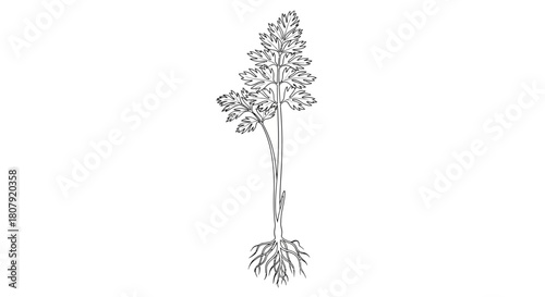 Detailed line drawing of a grass plant with roots and a panicle inflorescence on a white background.