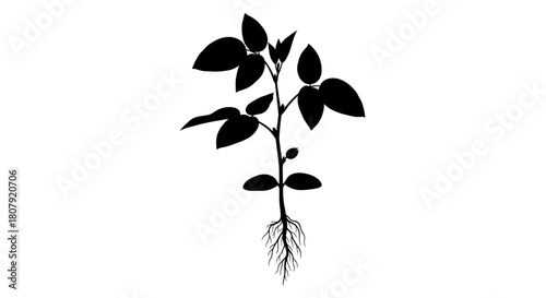 Black silhouette of a young seedling plant with visible leaves and root system on a white background.