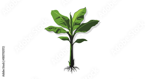 Illustration of a young banana plant with large green leaves and visible roots on a white background.