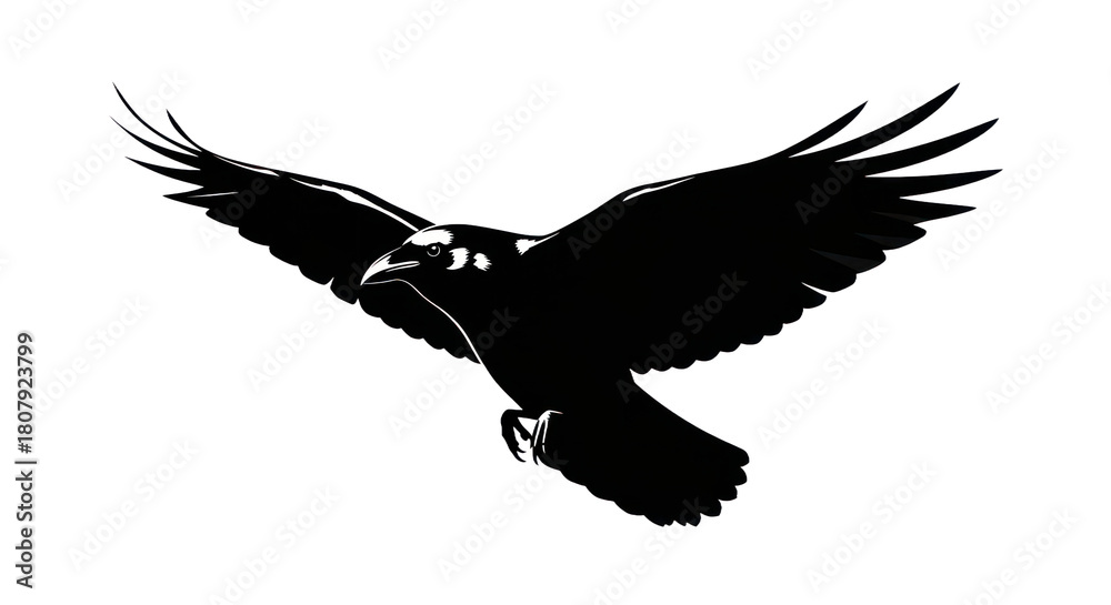 Fototapeta premium Soaring raven silhouette with extended wings against transparent background