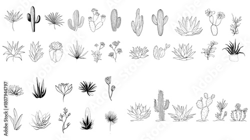 Minimal line art illustration of various cactus and succulent plants in black outlines. Perfect for botanical design stickers logos nature decor and modern desert themed artwork.