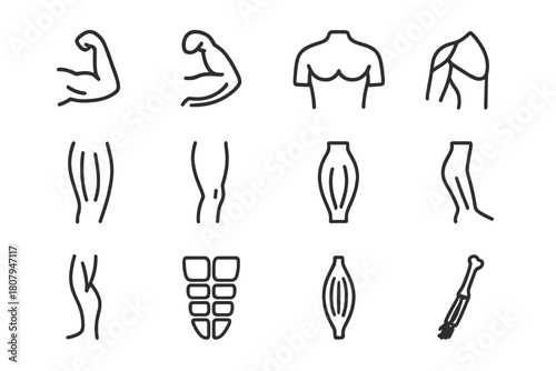 Human Muscle Icon Set. Human body muscles. Line icon set of human body muscles: biceps, triceps, deltoid, pectoral, quadriceps, hamstring, calf muscle,
