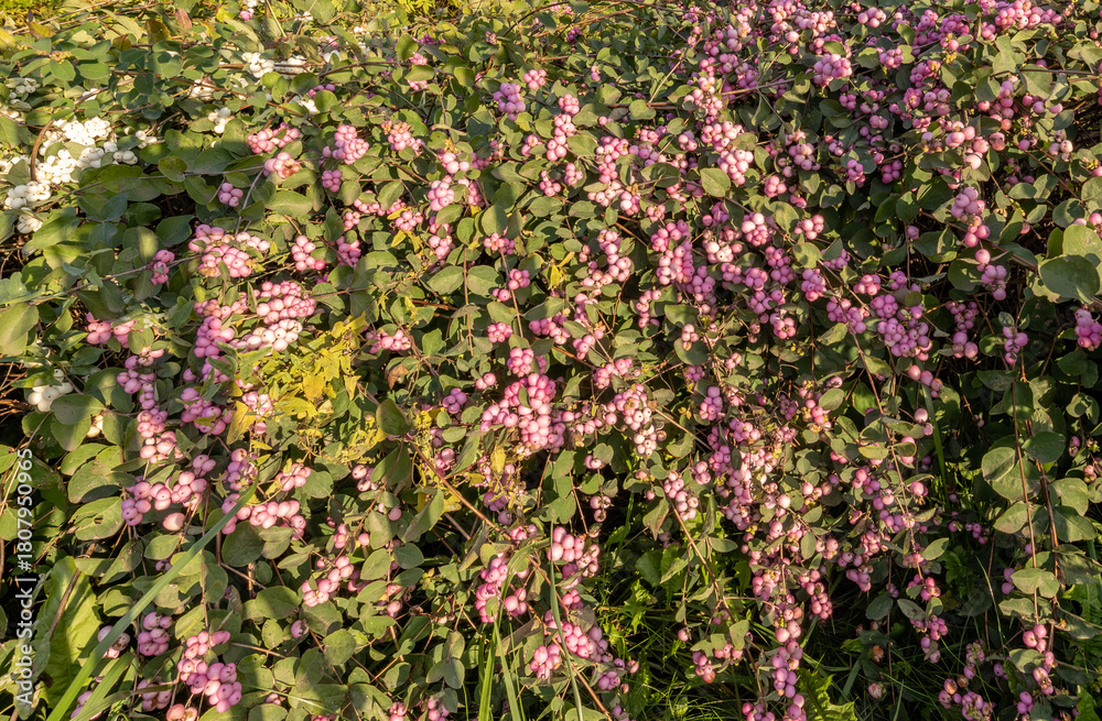 Fototapeta premium Bunch of pink flowers are growing in a garden