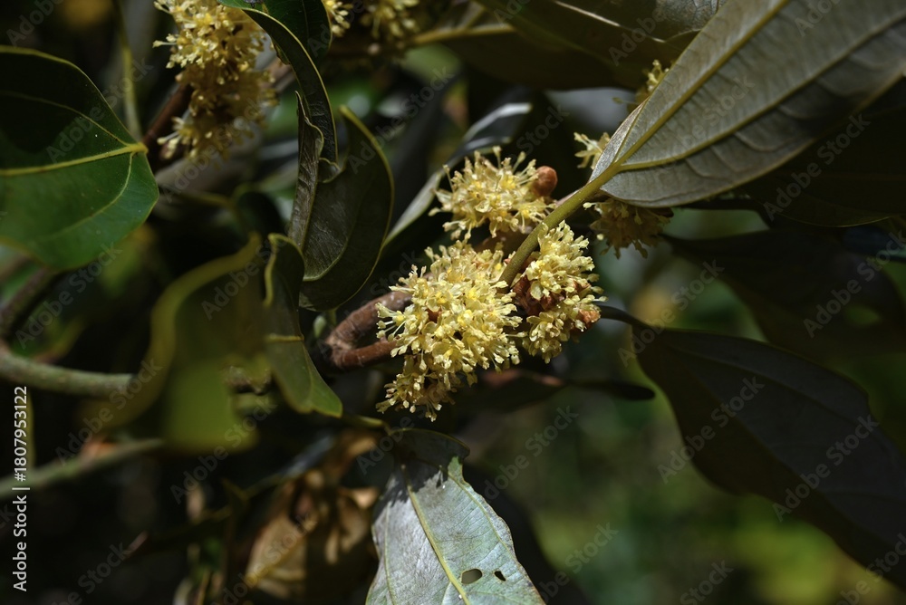 Fototapeta premium Neolitsea sericea (Japanese name Shirodamo) flowers. Lauraceae evergreen. It is dioecious, with pale yellow flowers blooming next to the leaves, and only female trees produce berries.