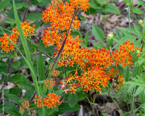A macro of the flower clusters of Butterfly weed, Asclepias tuberosa, a bright orange milkweed that attracts pollinators and is host plant for the Monarch and Queen butterfly caterpillars. 