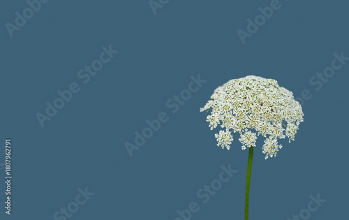 Close-up of Queen Anne's lace, Daucus carota, isolated against a soft blue background. Features small white flowers clustered in a flat-topped rosette. Tine beetles are visible in the dainty flowers.