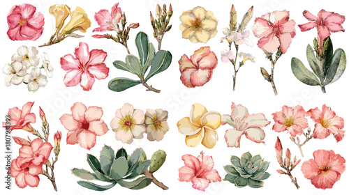 Watercolor botanical set of desert rose flowers and leaves in pink yellow and white tones. Elegant floral illustration perfect for decorative design invitations patterns and garden themed artwork.