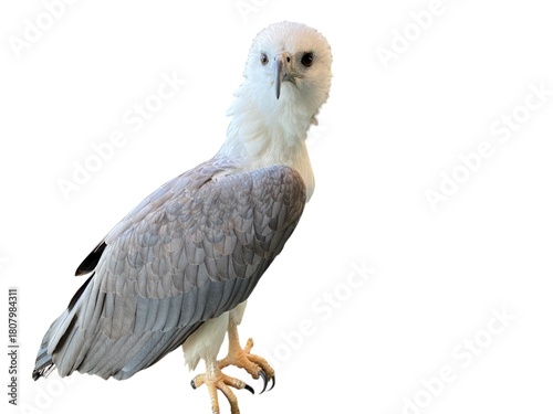 White Grey Eagle Bird With Fierce Eyes Against White Background