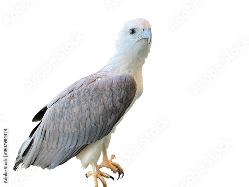 White Bellied Sea Eagle Bird Isolated On White Background With Sharp Talons And