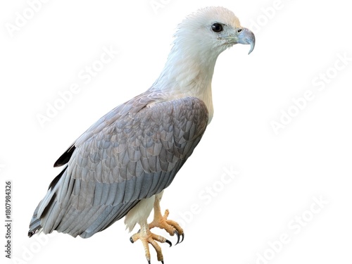 White Headed Eagle Bird Close Up Profile View In Studio Lighting