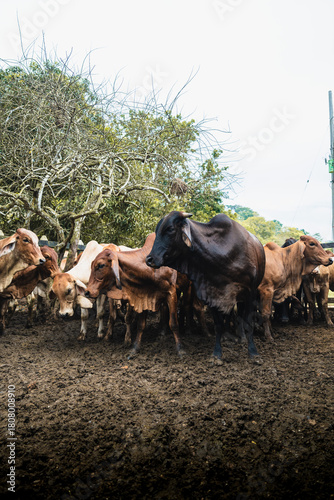 Ganado