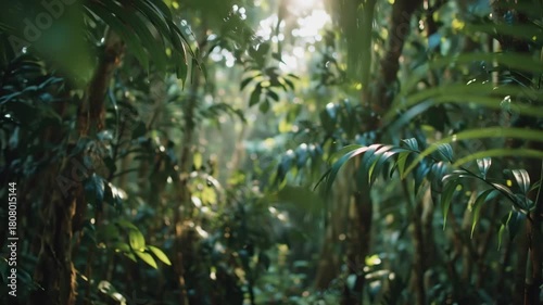 Wallpaper Mural Lush Tropical Rainforest Canopy Sunlight Through Green Jungle Trees Torontodigital.ca