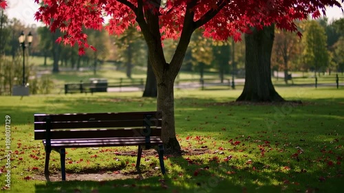 Autumn Tranquility: Scenic Park View with Red Maple Tree and Empty Bench in Gentle Sunlight