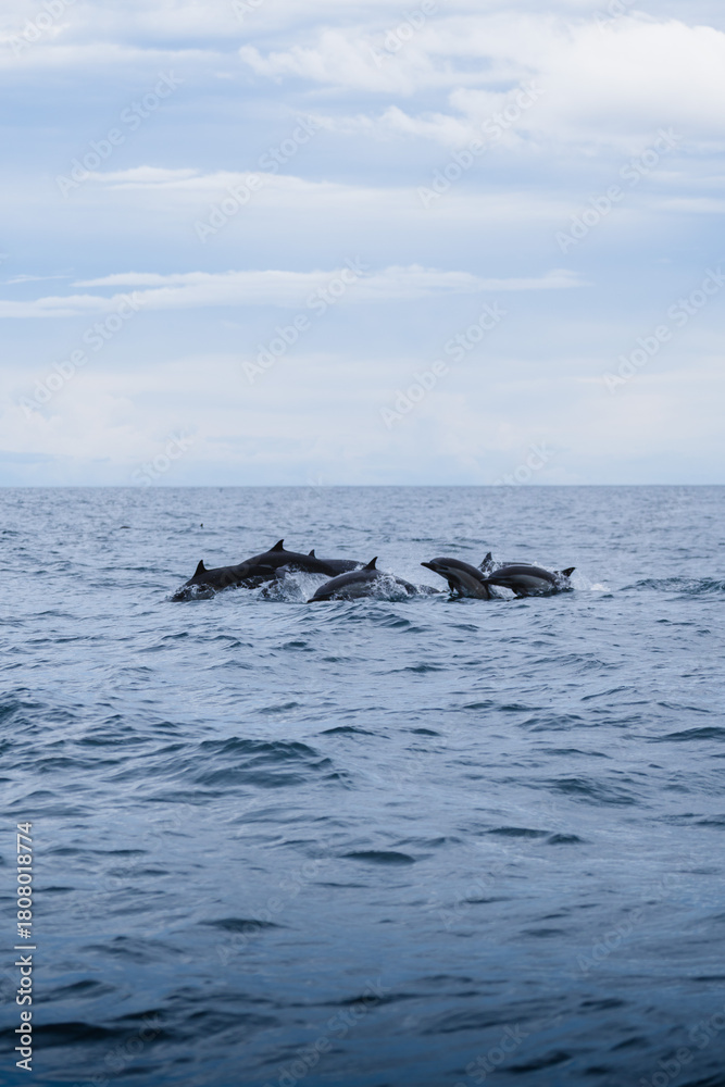 Obraz premium Delfines