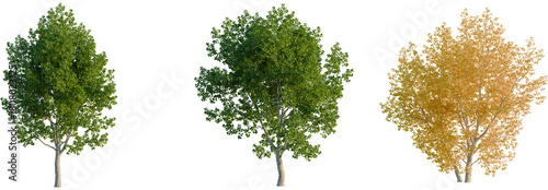 Tableau sur toile Populus tremula tree, front view, cutout, transparent background, isolate, Three