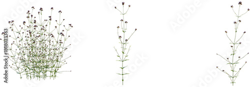 Panel kuchenny z motywem Verbena bonariensis tree, front view, cutout, transparent background, isolate, Verbena flower plant with delicate tiny purple blossoms and green leaves