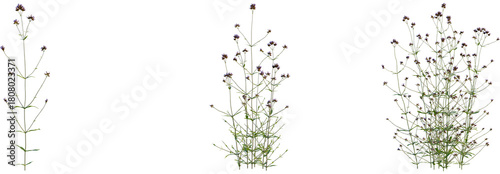 Verbena bonariensis tree, front view, cutout, transparent background, isolate, Verbena bonariensis plant growing stages for your garden design project