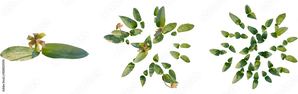 Naklejka premium Erythronium americanum tree plan, top view, cutout, transparent background, isolate, Erythronium flower cluster set, elegant and decorative floral element