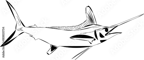A comic like outline of a White Marlin
