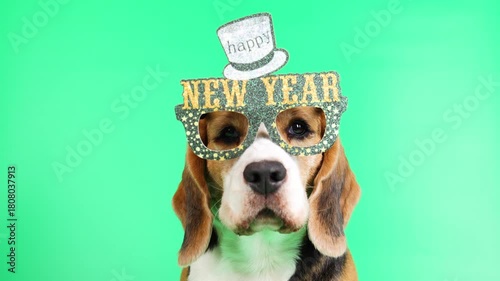  A beagle dog wearing party glasses with the inscription New Year. Happy New Year and Merry Christmas 2026 greeting postcard.  Isolated green background 