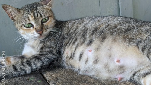 Canvas Print A pregnant tabby cat with green eyes resting, showing its swollen belly and prominent nipples in a close-up view