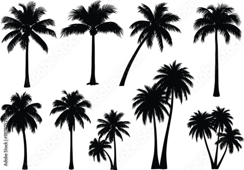 Set of realistic black palm tree silhouettes, tropical coconut trees collection for summer beach vacation design, nature isolated on white background, vector illustration