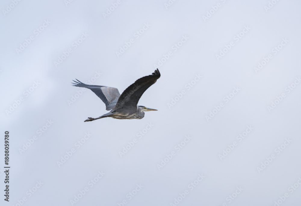 Obraz premium Grey Heron in Flight Over Natural Wetland at Sunrise