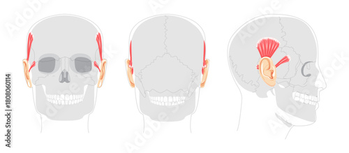 Superior Anterior auricular - Ear muscle illustrated in anatomy chart, elevates the ear, important for auricular movement studies and medical reference.