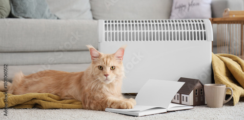 Cute Maine Coon cat with bo...