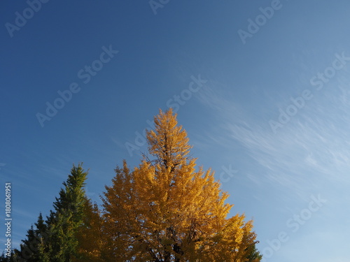 紅葉した銀杏のある風景