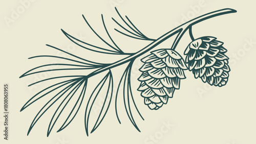 Illustration of a pine branch with needles and two pine cones in a simple line drawing style art