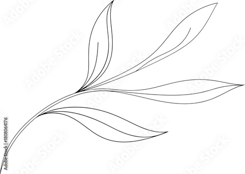 Minimalist line art illustration of a plant branch with elegant leaves, a simple botanical vector element isolated on white background