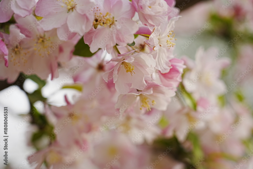 Fototapeta premium Haitang flowers bloom in spring