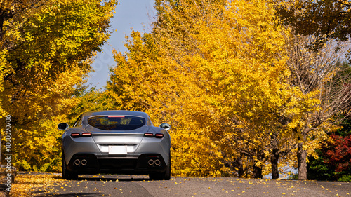 Luxury silver car on a road lined with golden ginkgo trees