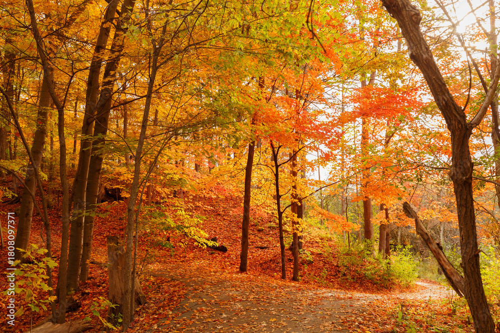 Obraz premium gorgeous autumn, beautiful landscape view with vibrant colorful trees