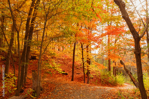 gorgeous autumn, beautiful landscape view with vibrant colorful trees