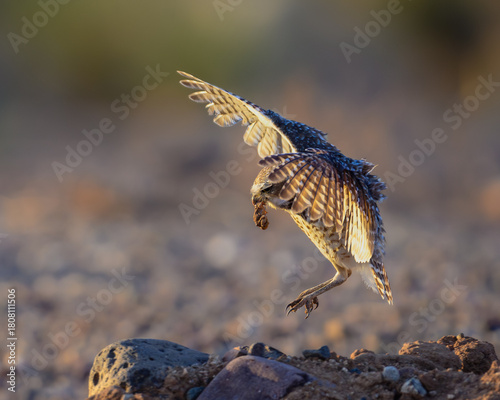 Burrowing Owl landing with a desert toad in its beak.