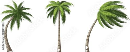Palm tree illustration, tropical tree design, beach foliage graphic, summer nature icon, exotic landscape element, cad drawing flat vector illustration