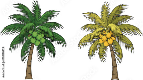 Coconut palm tree vector, tropical plant illustration, ripe and unripe coconuts, summer nature design, CAD drawing, flat style, exotic foliage