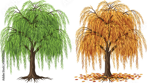 Willow tree seasonal change, spring summer autumn foliage, nature landscape, deciduous tree leaves, environmental concept, botanical illustration, vector art