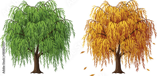Willow tree seasonal transition, spring summer autumn foliage, nature vector, deciduous tree illustration, botanical landscape, flat style, cad drawing art