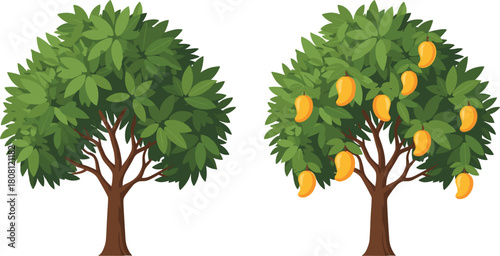 Mango tree fruit comparison, green foliage, ripe mangoes, nature vector, agricultural concept, cad drawing, flat illustration, tropical tree, harvest season