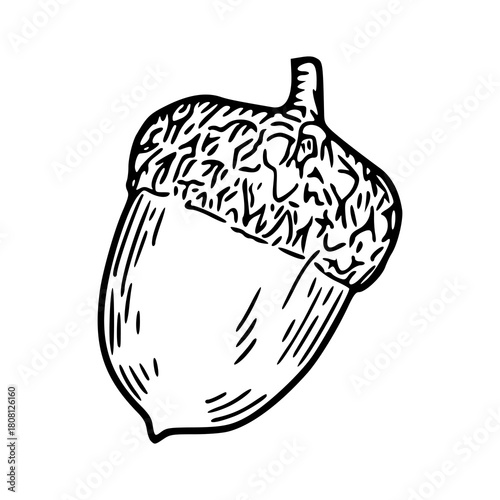 hand-drawn sketch of a single oak nut with textured cap