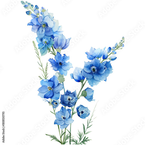 Fototapeta Naklejka Na Ścianę i Meble -  Watercolor blue delphinium flowers on transparent background
